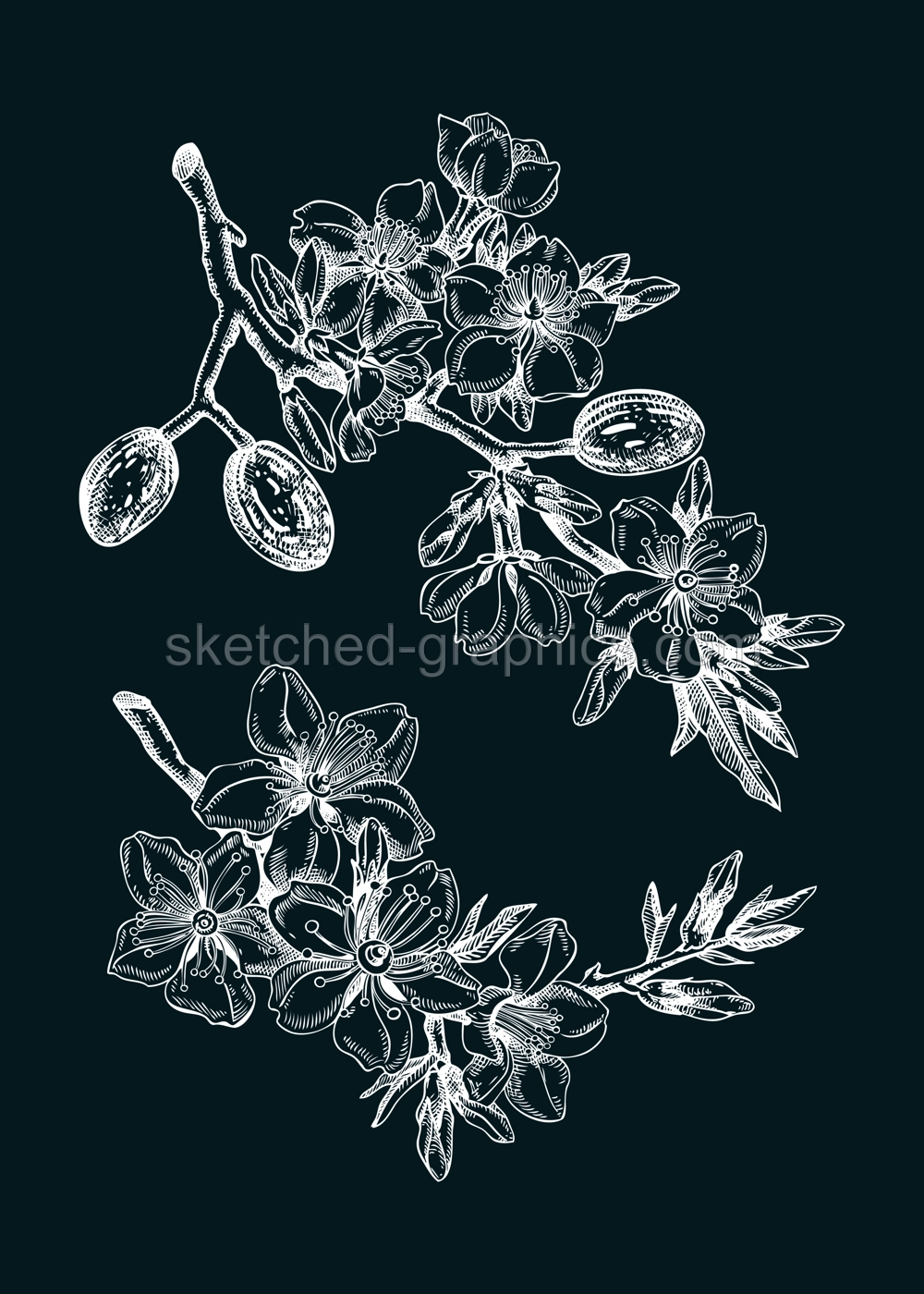 Almond blossom sketch in engraved style. Flowering branch with flowers and leaves. Two white contoured sakura drawing. Botanical vector illustration of spring tree isolated on chalkboard Illustration